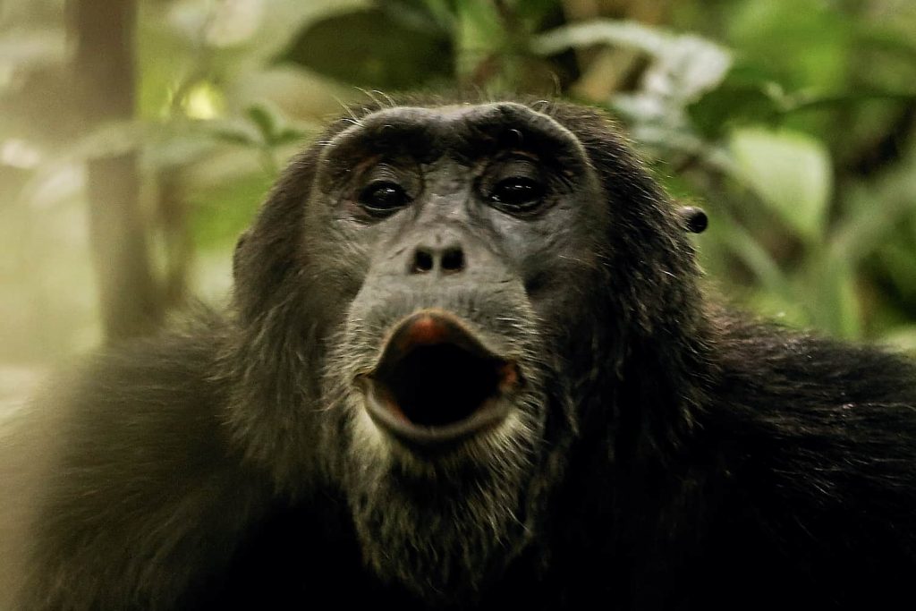 Chimpanzee Trekking Safari Rwanda