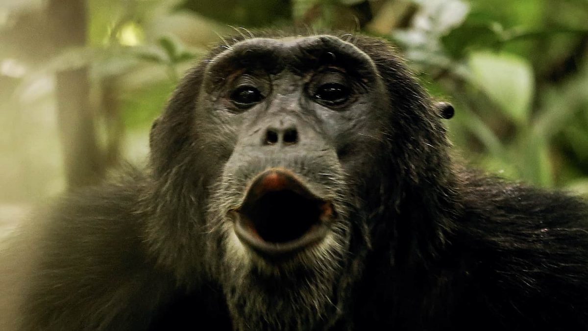 Chimpanzee Trekking Safari Rwanda