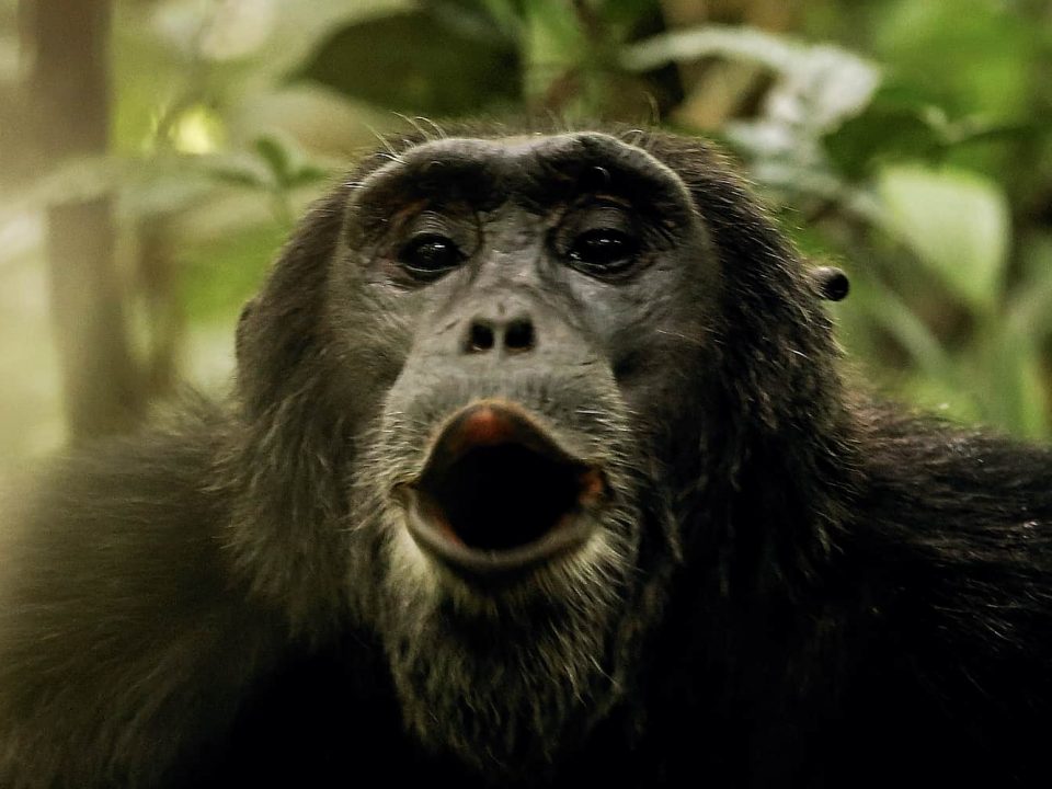 Chimpanzee Trekking Safari Rwanda