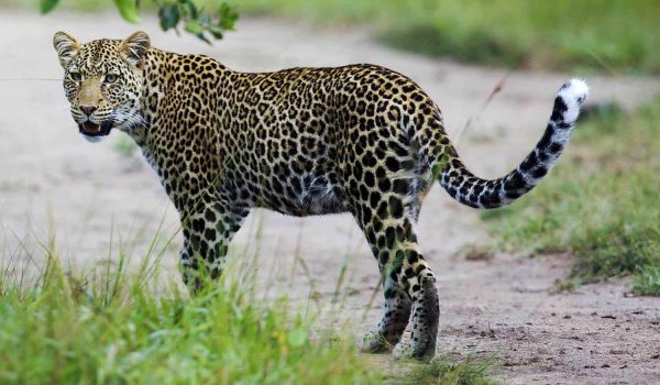 Tarangire National Park