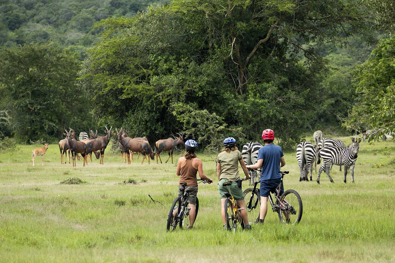 Africa Safari