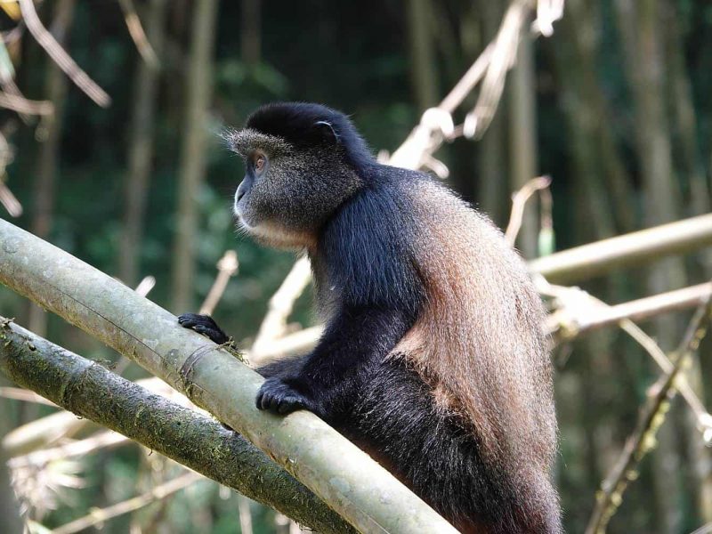 Golden Money Tracking in Rwanda
