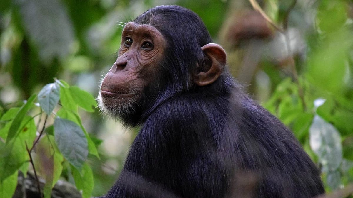 Chimpanzee Tracking in Tanzania