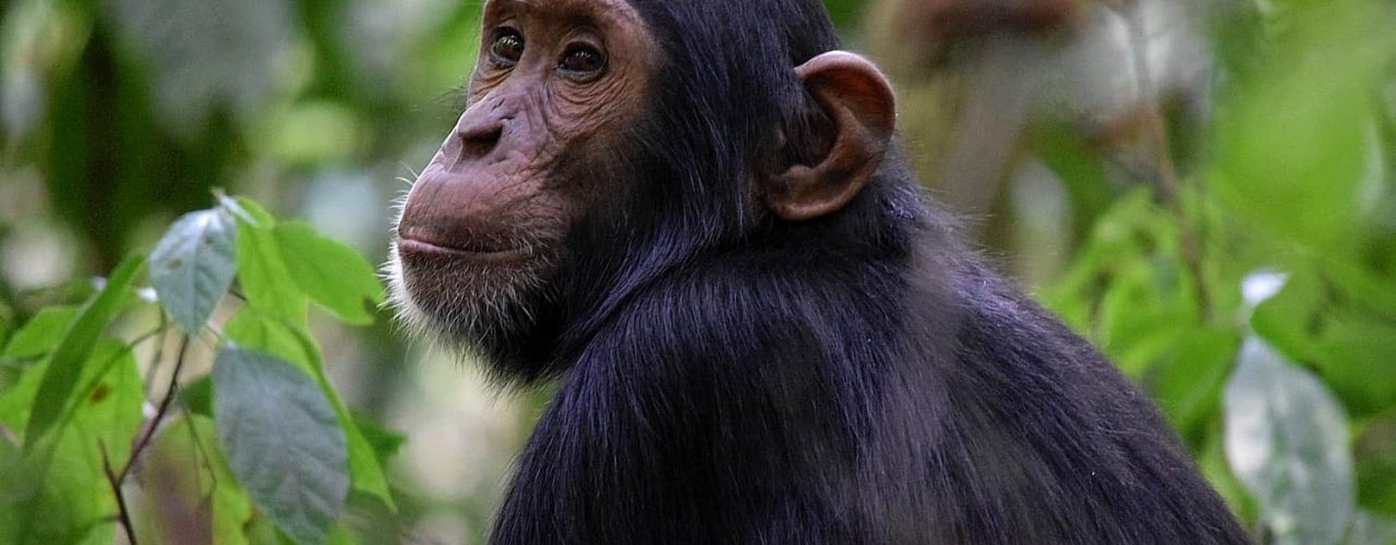Chimpanzee Tracking in Tanzania