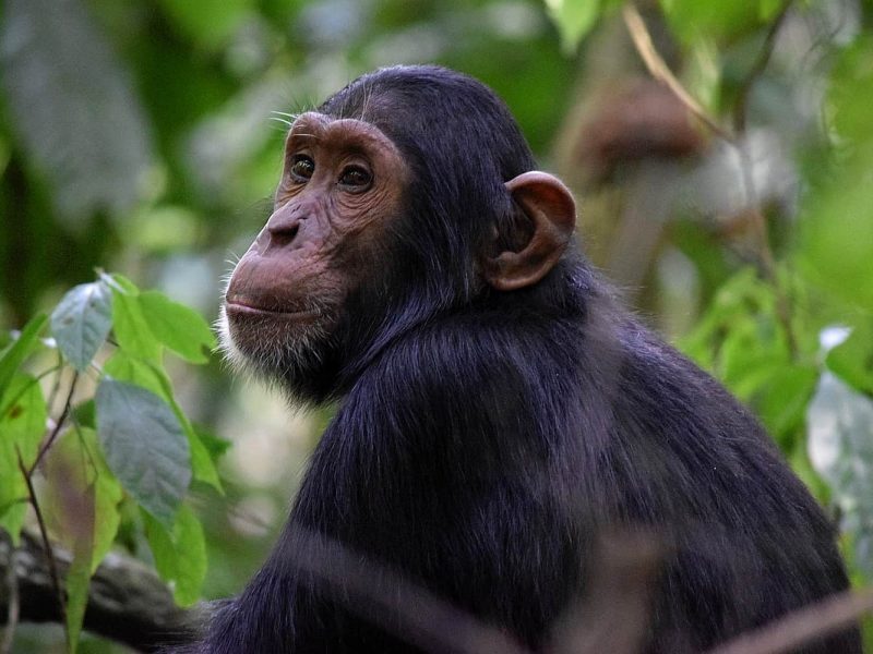 Chimpanzee Tracking in Tanzania