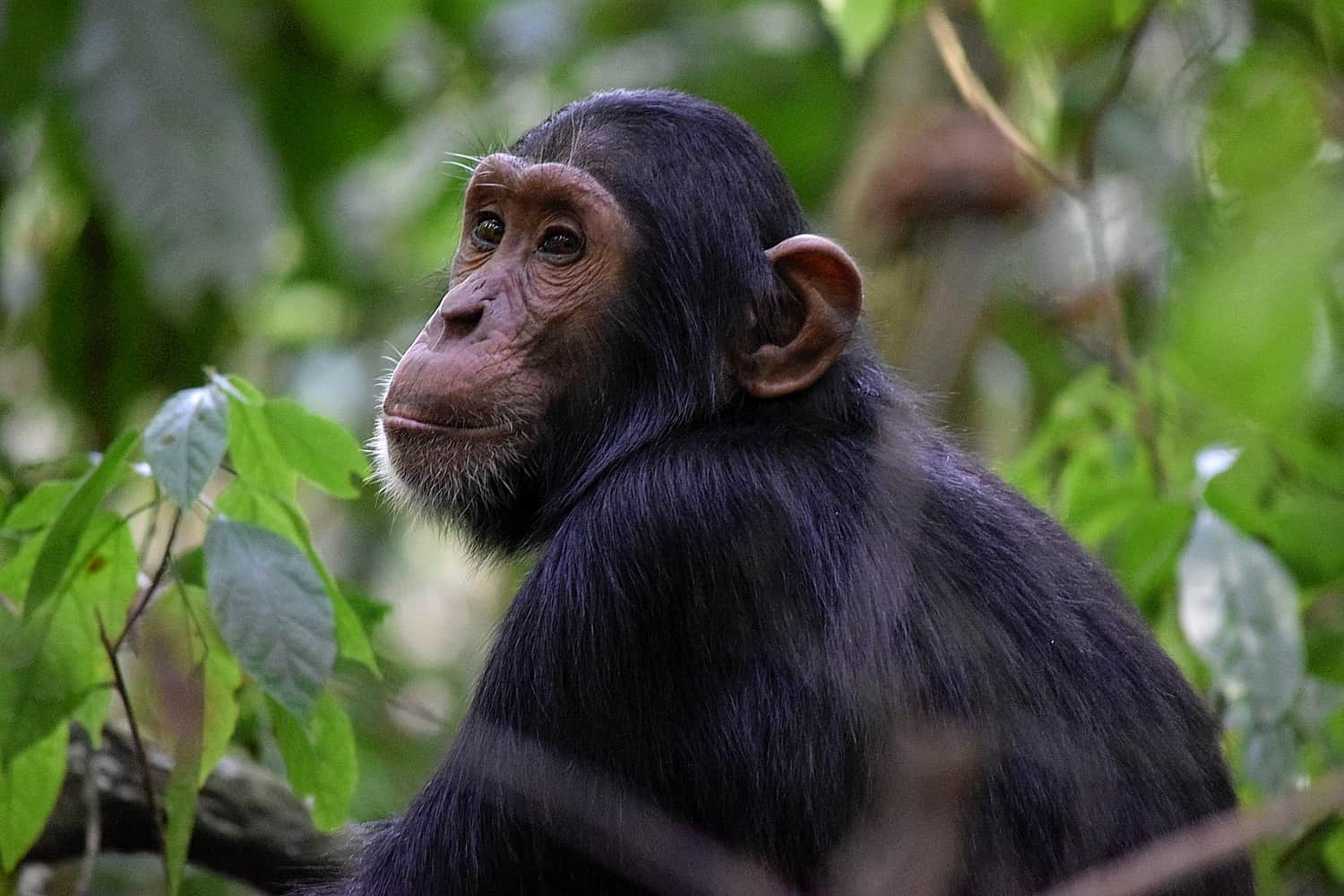 Chimpanzee Tracking in Tanzania