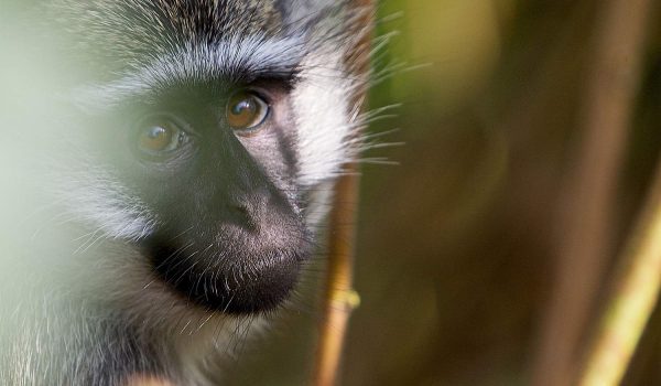 Rwanda Vacation Holidays