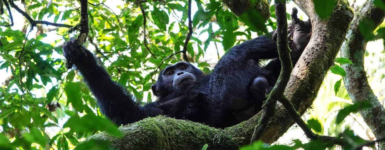 Uganda Chimpanzee Tracking Safari
