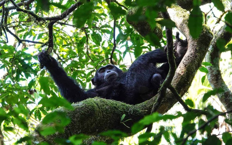 Rwanda Chimpanzee Tracking Safari