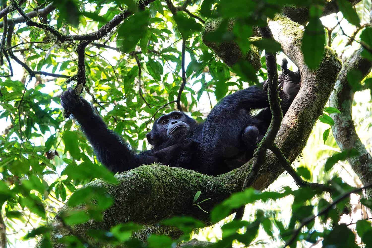 Why Rwanda Safari