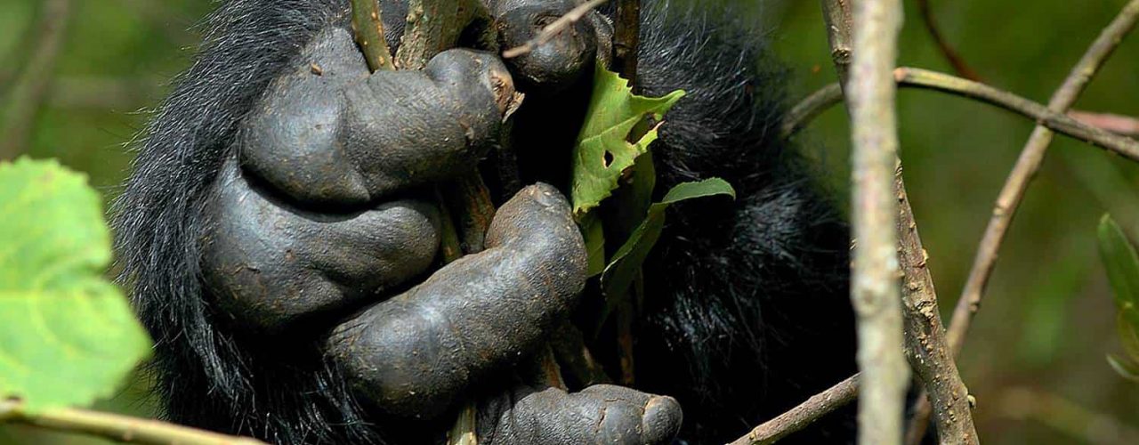 Rwanda Gorilla Trek Safari