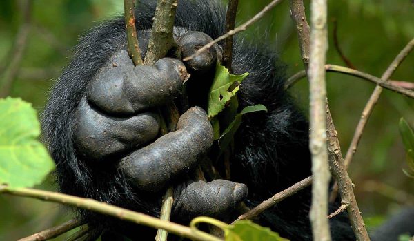 Rwanda Gorilla Trek Safari