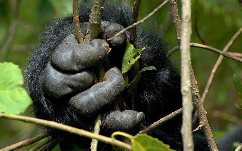 Rwanda Gorilla Trek Safari