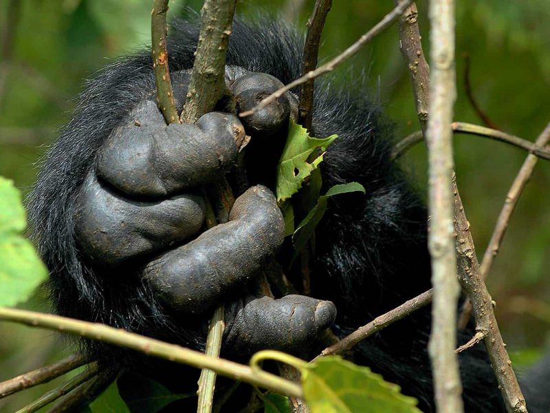 Rwanda Gorilla Trek Safari