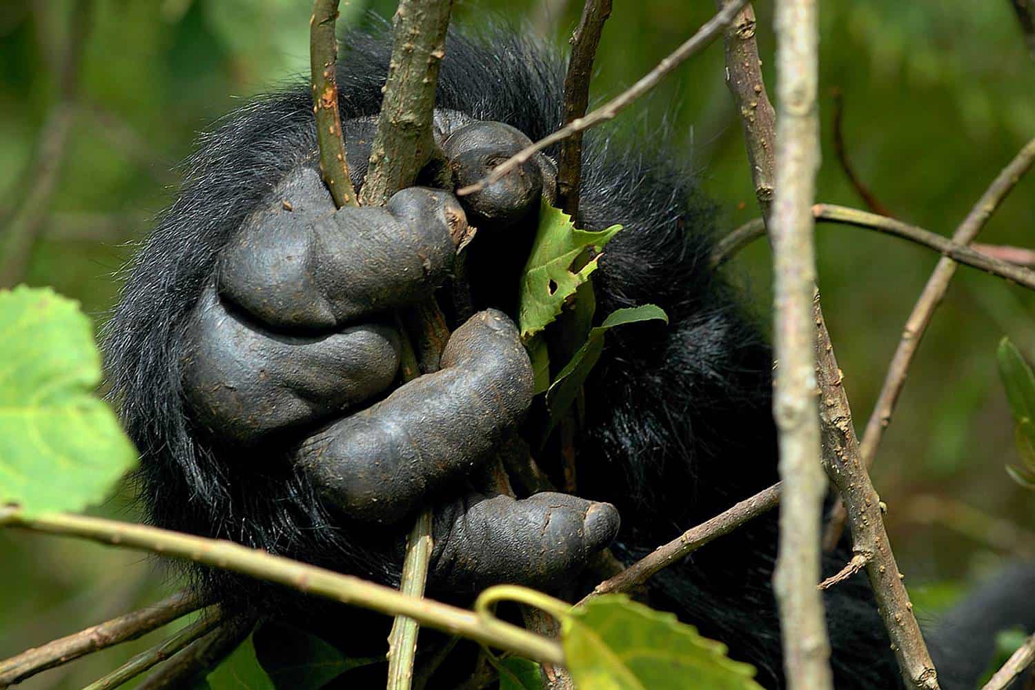 Mountain Gorillas in Africa