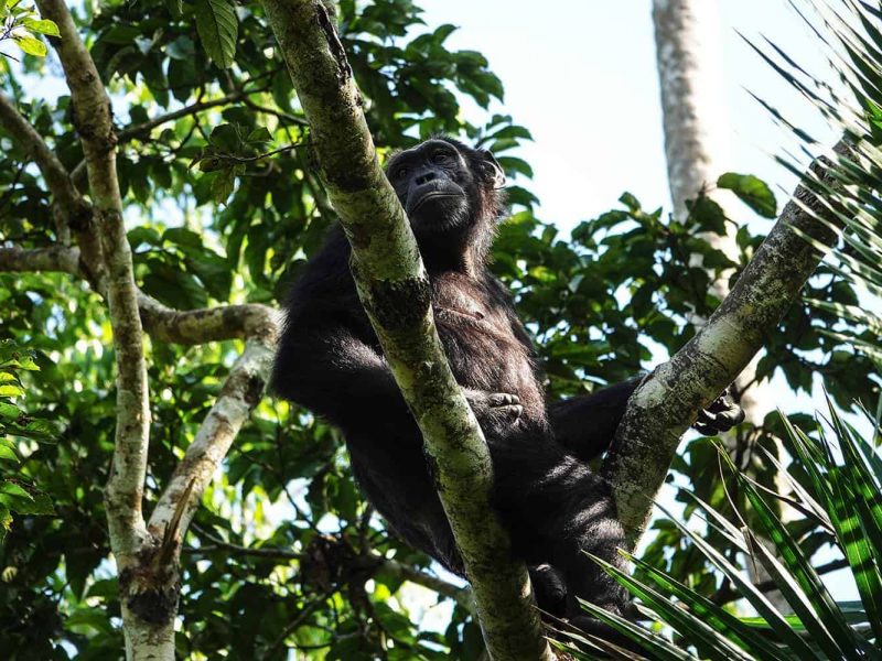 Rwanda Wildlife safaris