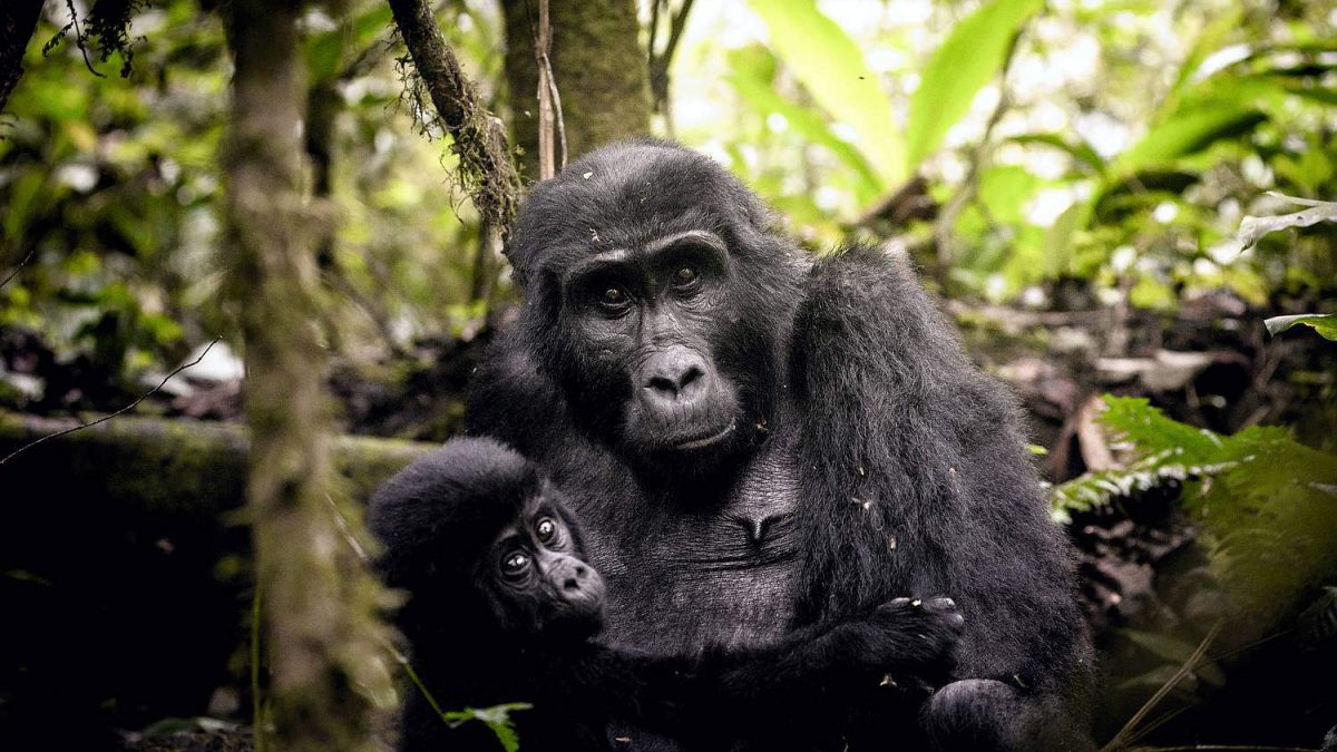 Mountain Gorillas in Africa