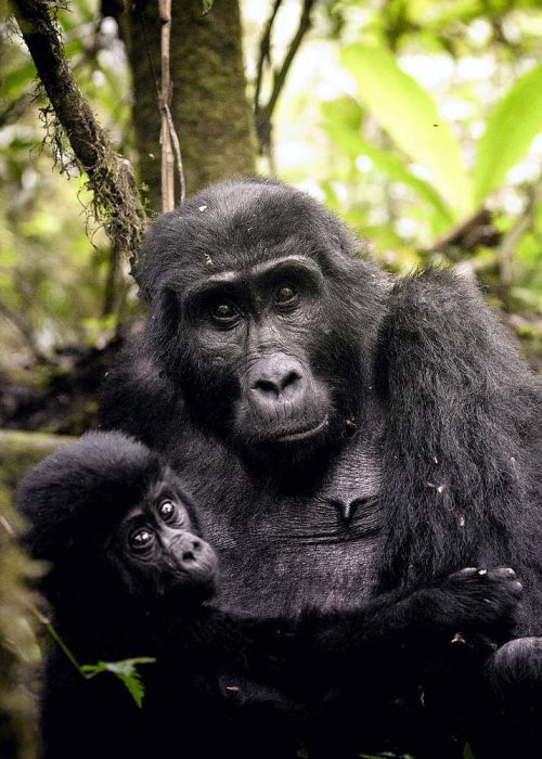 Mountain Gorillas in Africa