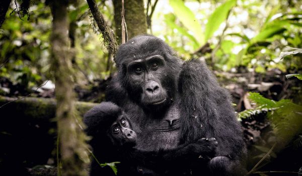 Mountain Gorillas in Africa