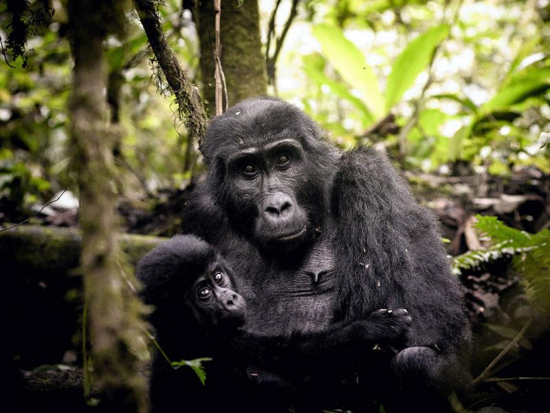 Mountain Gorillas in Africa