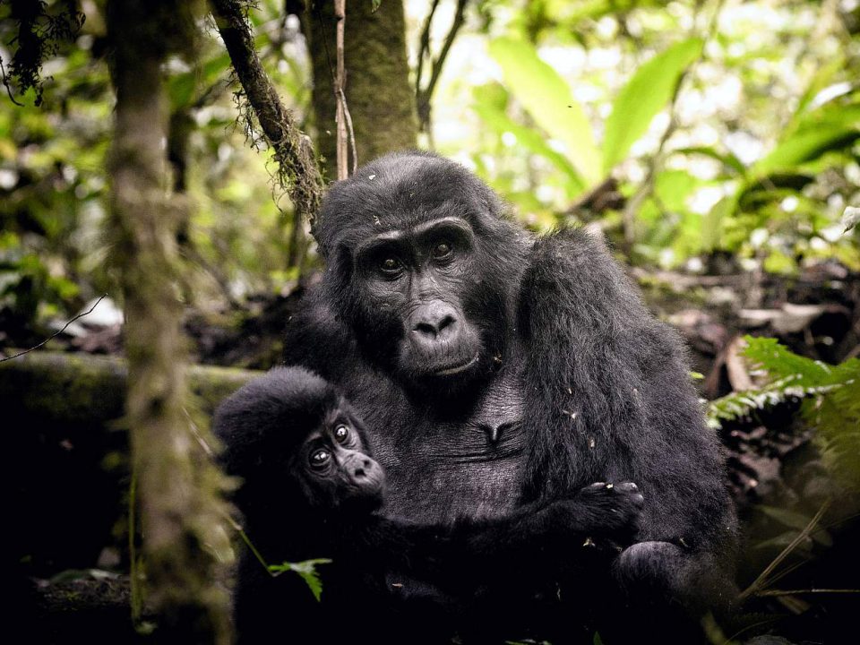 Is Gorilla Trekking in Rwanda Possible from South Africa?