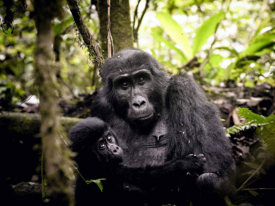 Mountain Gorillas in Africa