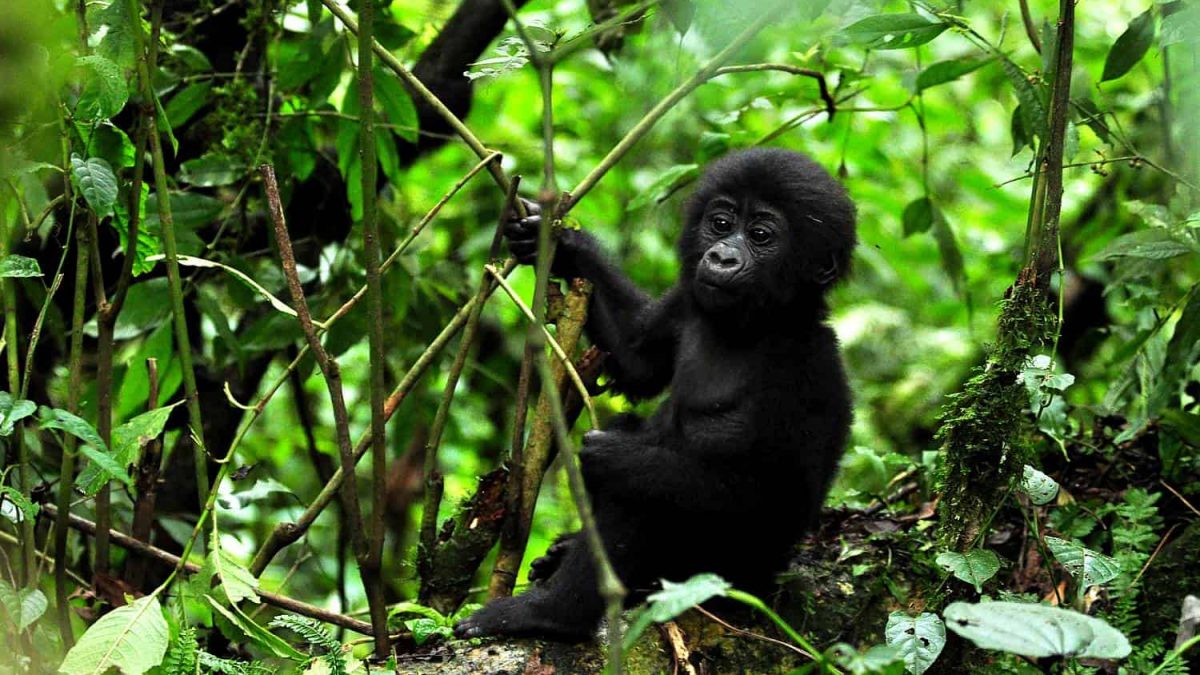 Rwanda Gorilla Trekking 5-Day Safari