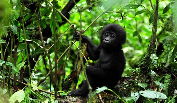 Gorilla Trekking Experience in Uganda