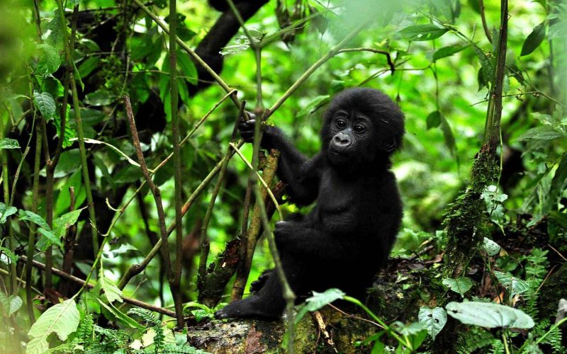 Gorilla Trekking Experience in Uganda