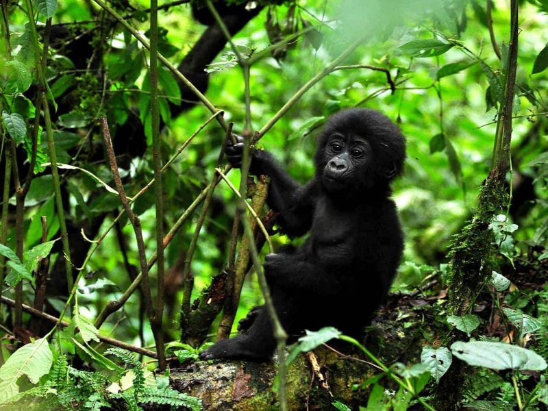 Gorilla Trekking Experience in Uganda