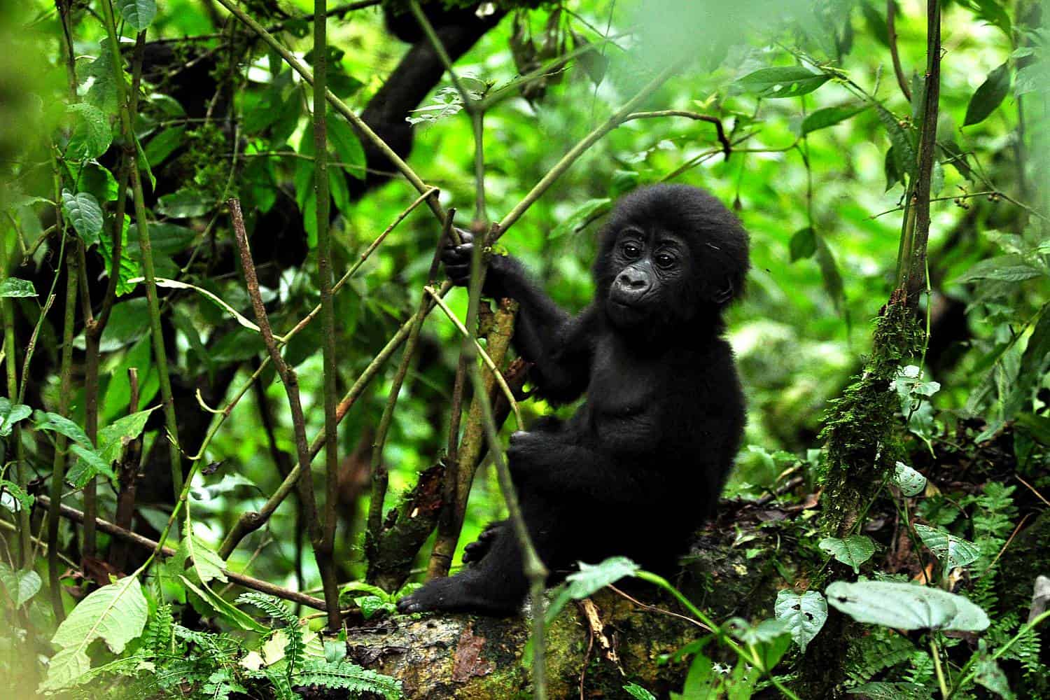 Gorilla Trekking Experience in Uganda