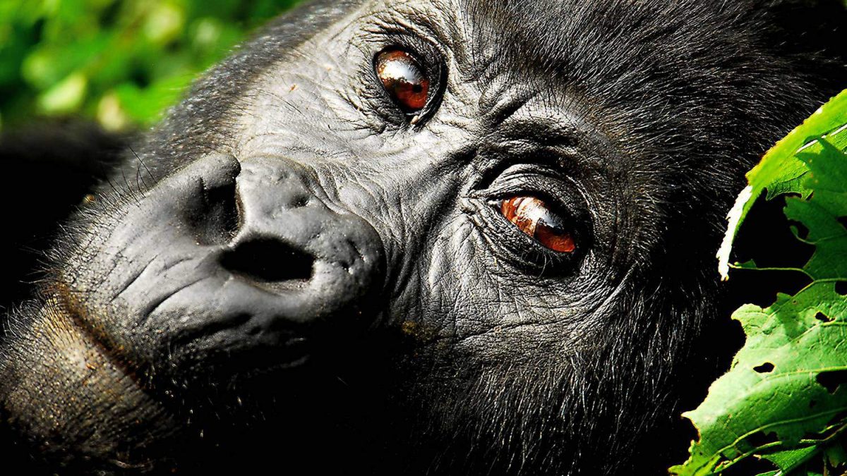 Africa Safari Discovery Tours