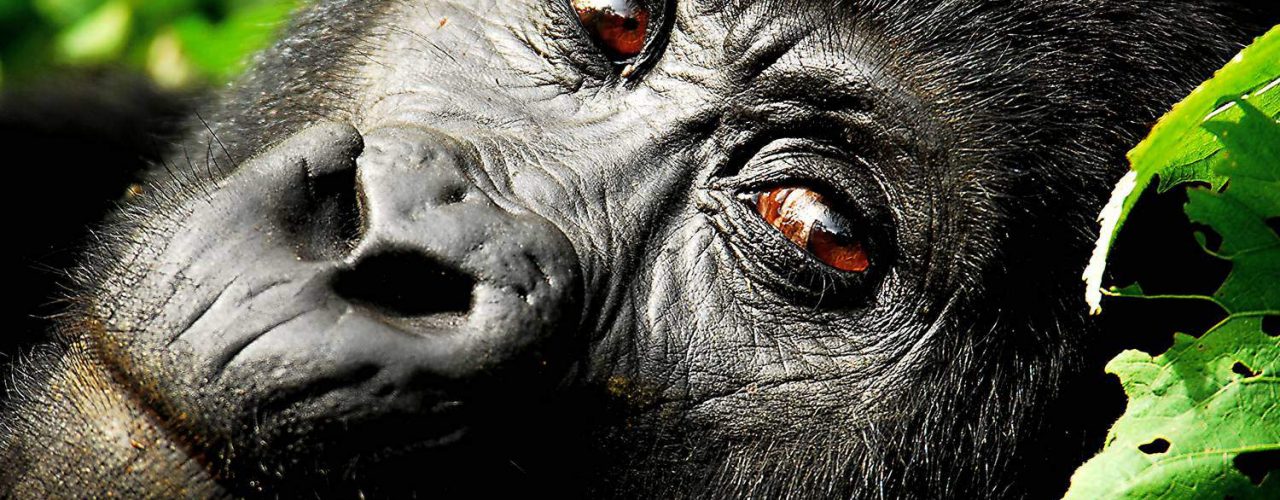 Africa Safari Discovery Tours