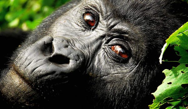 Africa Safari Discovery Tours