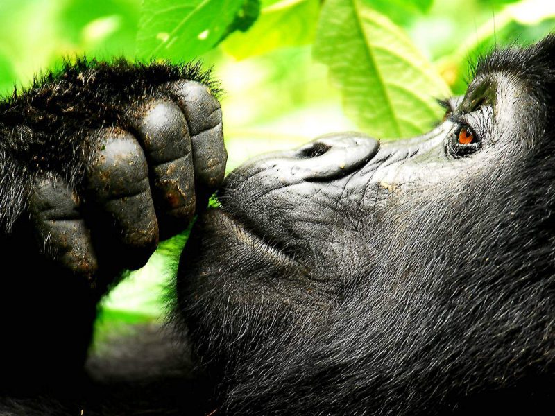Bwindi Gorilla Trekking Safari Uganda