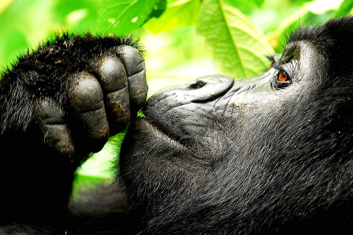 Bwindi Gorilla Trekking Safari Uganda