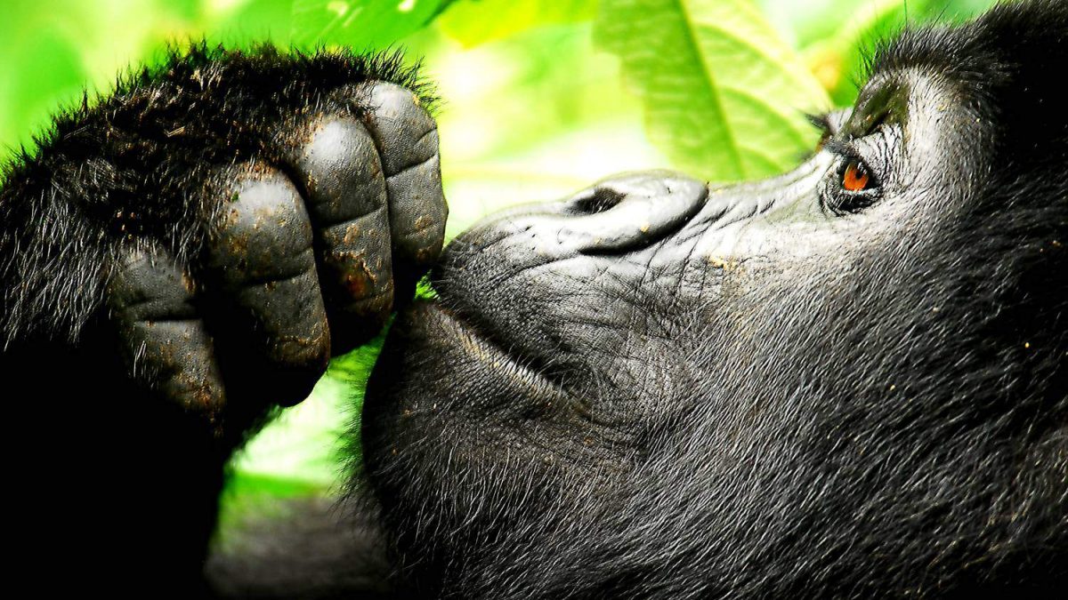 Why Uganda Safaris