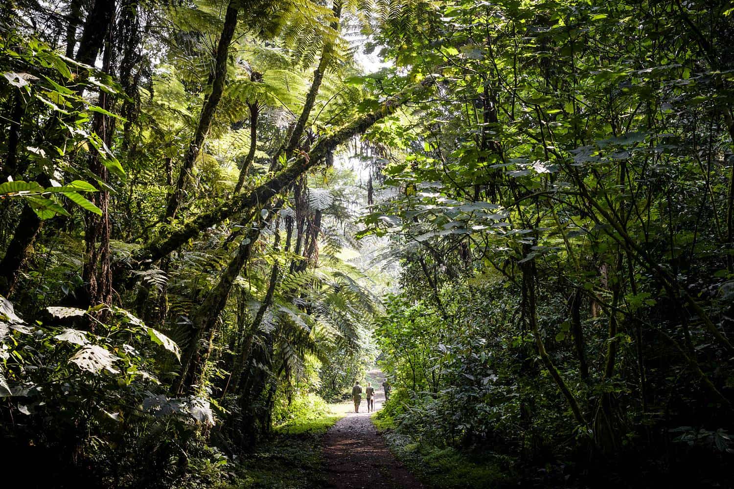 Mabira Forest