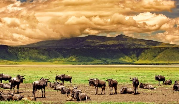 Ngorongoro Conservation Area