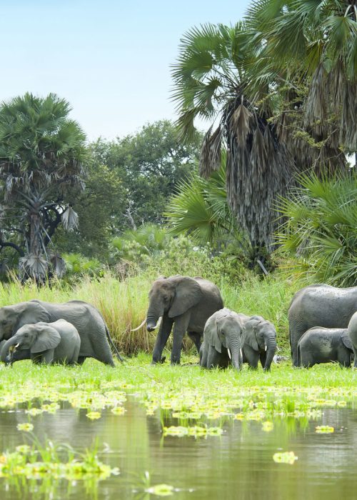 Selous Game Reserve