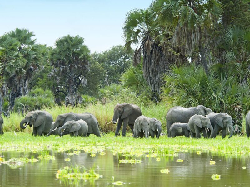 Selous Game Reserve