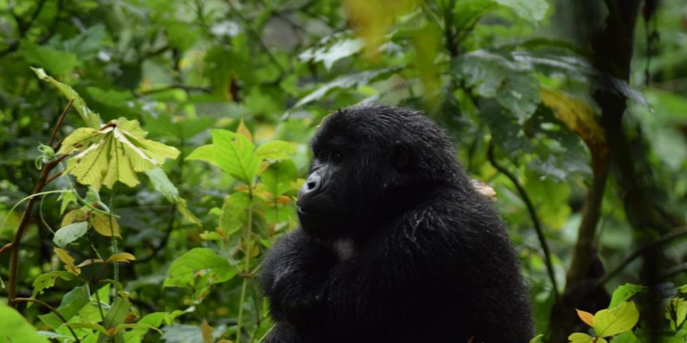 Gorilla Trek Safari