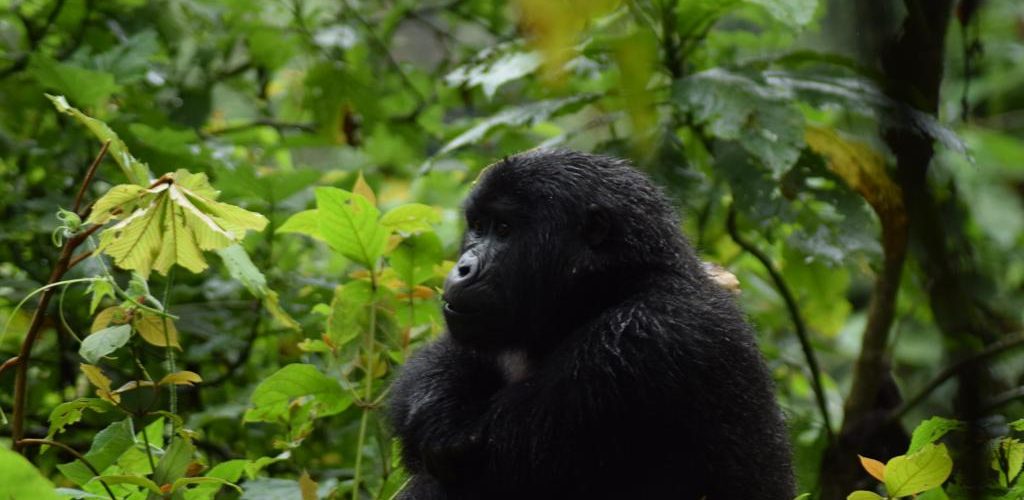 Bwindi Uganda Gorilla Safaris