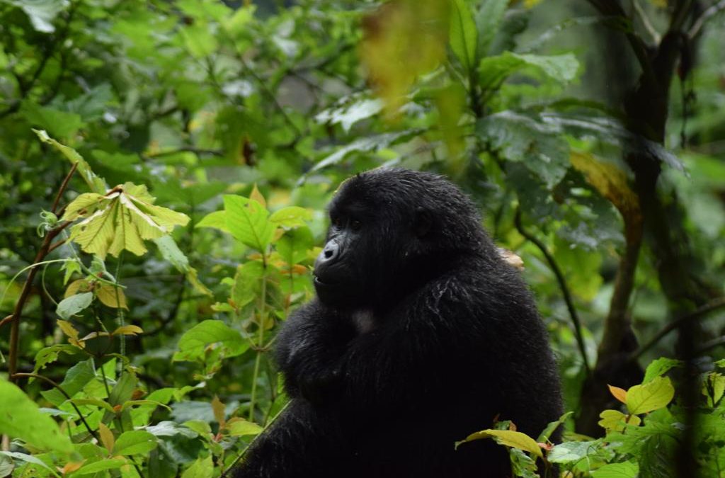 Bwindi Uganda Gorilla Safaris