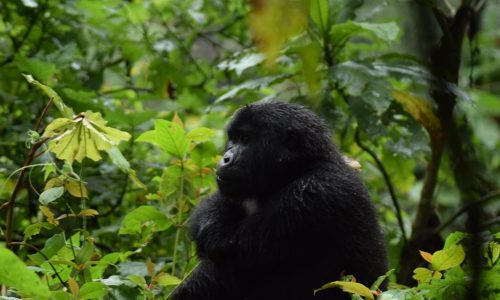 Bwindi Uganda Gorilla Safaris