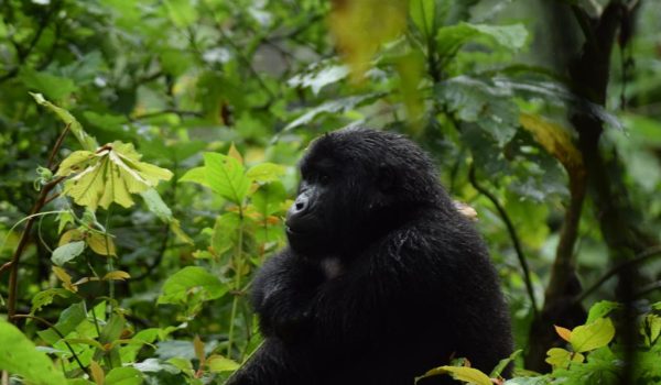 Bwindi Uganda Gorilla Safaris