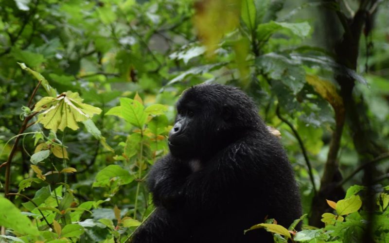Gorilla Trek Safari