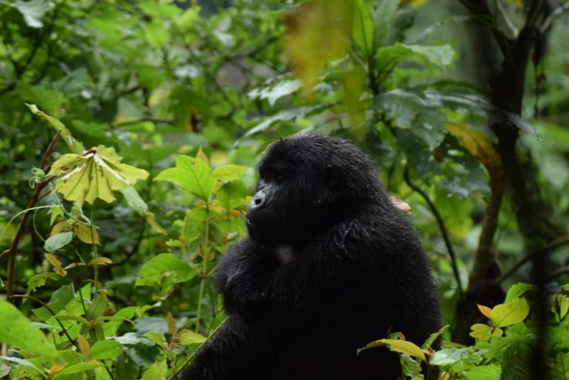 Gorilla Trek Safari