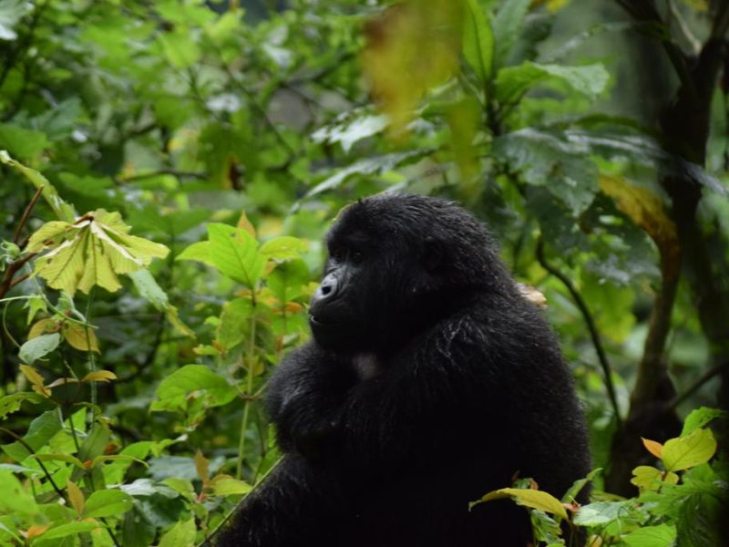 Bwindi Uganda Gorilla Safaris