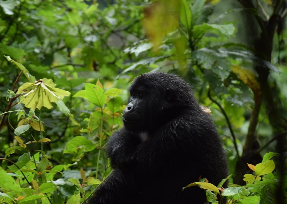 Bwindi Uganda Gorilla Safaris